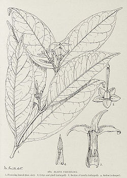 Alafia parciflora-1906.jpg