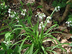 Allium triquetrum 2.JPG