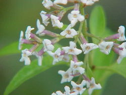 Aloysia triphylla0.jpg