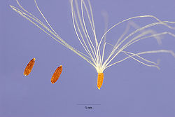 Anaphalis margaritacea seed.jpg