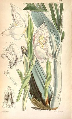Anguloa uniflora.jpg