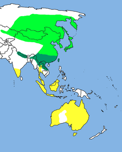 Distribución del Apus pacificus. Zonas de residencia: Verde oscuro; Zona de cría: Verde claro; Especie migratoria: Amarillo.