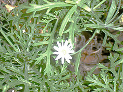 Argyranthemum adauctum.jpg