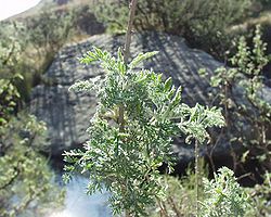 Artemisia afra 07102003 Afrique du sud.jpg