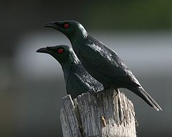 Asian glossy starling - breeding pair.jpg