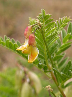 Astragalus penduliflorus.JPG