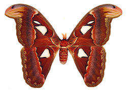 Atlas moth female.jpg