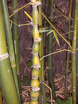 Bambusa ventricosa.JPG