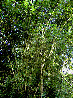Bambusa vulgaris (Dominica).jpg