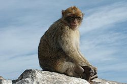 Barbary Macaque.jpg