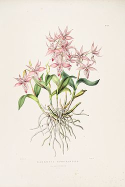 Barkeria spectabilis-Bateman Orch. Mex. Guat. pl. 33 (1843).jpg