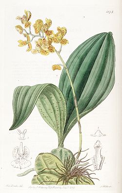 Bifrenaria (=Rudolfiella) aurantiaca - Edwards v. 22 (1836) pl. 1875.jpg