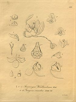 Bifrenaria clavigera (as Stenocoryne wendlandiana) and Gongora cassidea - Xenia vol. 3 tab. 289 (1900).jpg