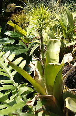 Billbergia horrida HabitusInflorescence BotGardBln0906c.jpg