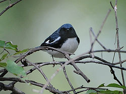 Black-Throated Blue Warbler.jpg