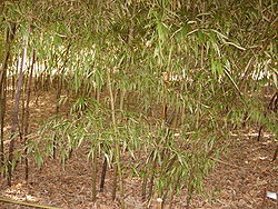Black Bamboo - Phyllostachys Nigra Var Punctacta - Poaceae - China - Small Group.JPG