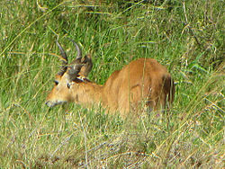 Bohor Reedbuck, male, Serengeti.jpg