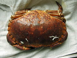 Boi.crab2.jpg