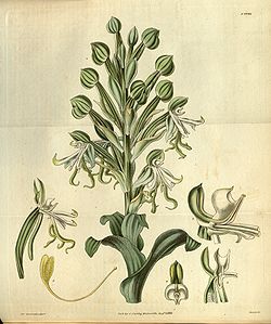 Bonatea speciosa - Curtis' 56 (N.S. 3) pl. 29266 (1829).jpg