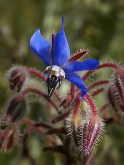 Borago officinalis (flower).jpg