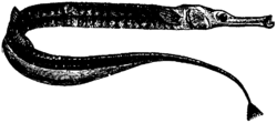 Britannica Pipe-fishes Male.png