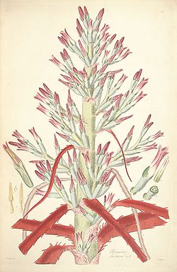 Bromelia pinguin (as Bromelia fastuosa) - Collectanea botanica - Lindley pl. 1 (1821).jpg
