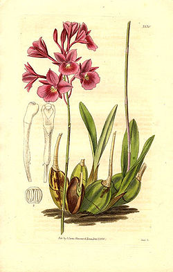 Broughtonia sanguinea (1836).jpg