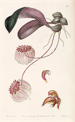 Bulbophyllum auratum (as Cirrhopetalum auratum) - Edwards vol 29 (NS 6) pl 61 (1843).jpg