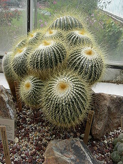 Cactus in Volunteer Park Conservatory 03.jpg