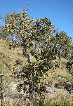 Caelospermum reticulatum tree.jpg