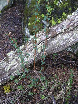Calafate-Berberis buxifolia.jpg