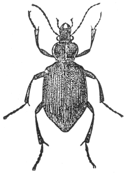 Calosoma sycophanta illustration.png