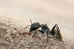 Camponotus sp. ant.jpg