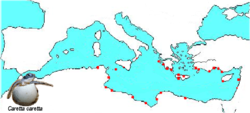 Zonas de desove en el Mediterráneo.