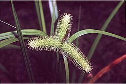 Carexcomosa.jpg