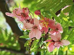Cassia javanica flowers.jpg