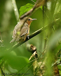 Cercomacra tyrannina (female) -NW Ecuador-8.jpg
