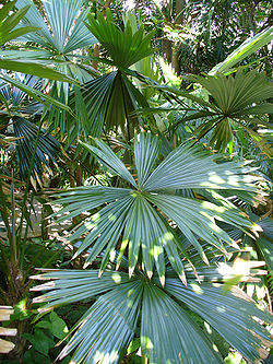 Chelyocarpus ulei 2.jpg