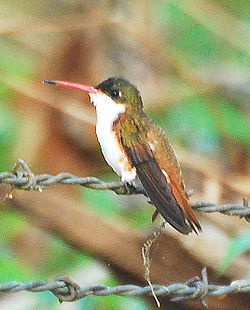 Cinnamon-sided Hummingbird.jpg