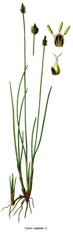 Cleaned-Carex capitata.png
