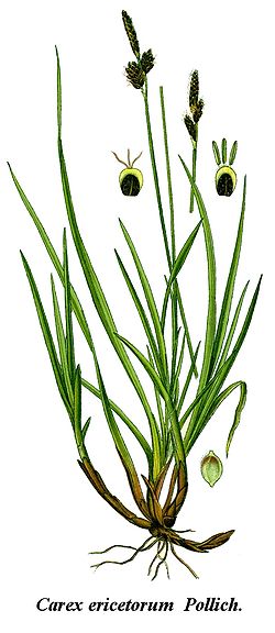 Cleaned-Illustration Carex ericetorum.jpg