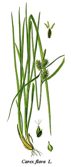 Cleaned-Illustration Carex flava.jpg