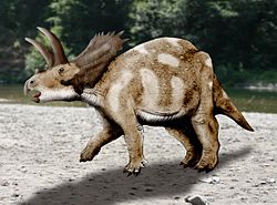 Coahuilaceratops NT.jpg