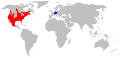 Distribución del mapache boreal (Procyon lotor), especie tipo del género Procyon. Azul: Área de naturalización en Europa, tal vez escapado de granjas peleteras. 