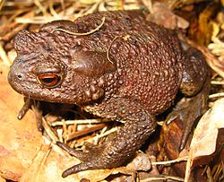 Common Toad (Bufo bufo).jpg