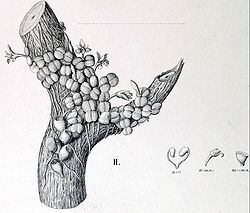 Constantia rupestris BarbRodr.jpg