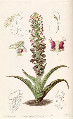 Corycium orobanchoides - Edwards vol 24 (NS 1) pl 45 (1838).jpg