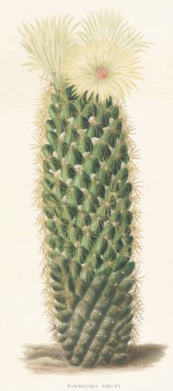Coryphanta erecta Lem.png
