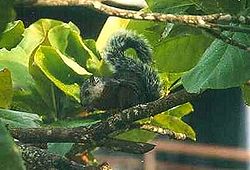 Costa-Rica-Hörnchen (Sciurus granatensis hoffmanni).jpg
