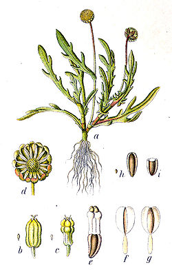 Cotula coronopifolia Sturm37.jpg
